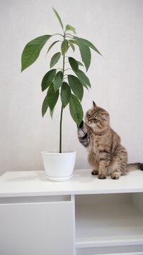 Cute playful tabby cat  biting potted houseplant.  Funny Pampered Pets. The cat is always monkeying around seek are fun. Watching curious cat investigate the something is quite amusing. Real life