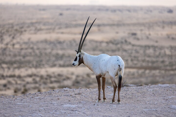 white oryx in the wild © Marisa Denton