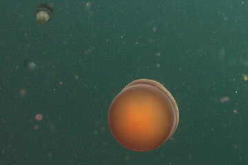 jellyfish in water © Marisa Denton