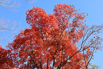 青空に映えるもみじ