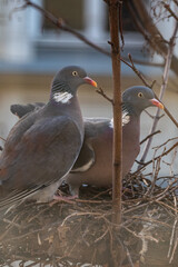 Fototapeta premium Pigeons nesting in a tree