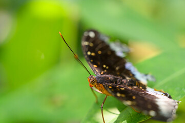 Close-up butterfly on green leaf in natural background