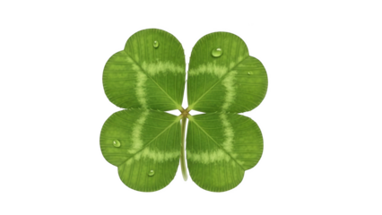 Four leaf clover with water droplets on black background