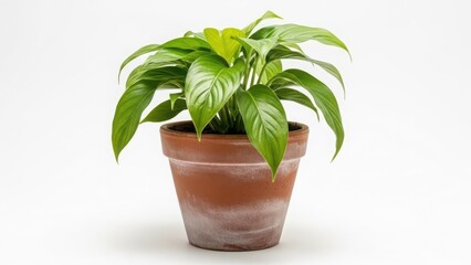 Obraz premium Potted plant with green leaves in terracotta pot