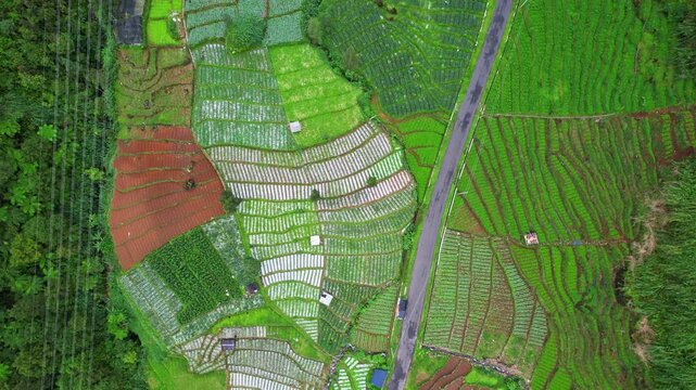 Aerial drone footage from above of a green small valley in Dieng plateau, Indonesia, called Swiss van Java, with many patchworks of vegetables plantations