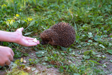 Child hand feeding hedgehog with piece of cheese outdoors in summer garden