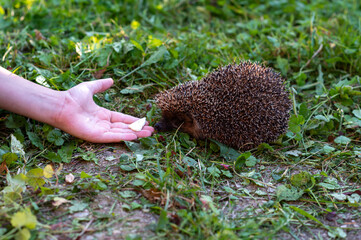 Child hand feeding hedgehog with piece of cheese outdoors in summer garden