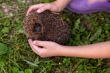 Close up of child hands holding curled hedgehog outdoors in summer nature