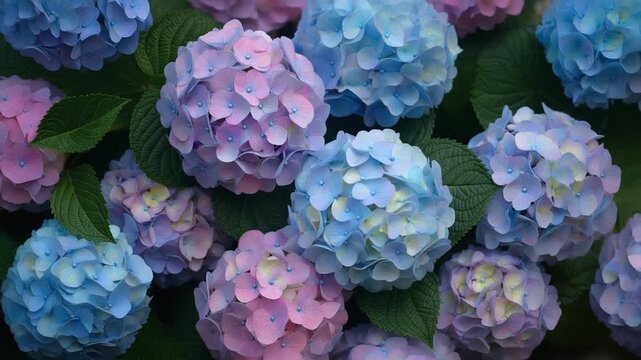 Hydrangea Blooms - A Colorful Display of Natures Beauty.