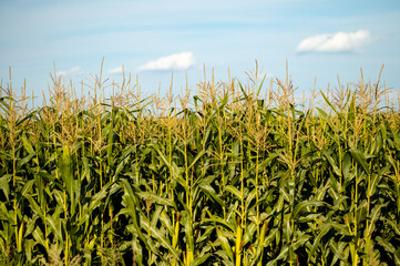 Green corn field with tall maize plants stretching to the horizon under a clear deep blue summer sky