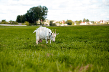 Mother goat grazing on a green meadow in summer countryside landscape with natural rural farming scene