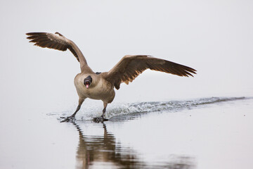 00748-05717 Canada Goose (Branta canadensis) flying in for landing, Marion Co., IL
