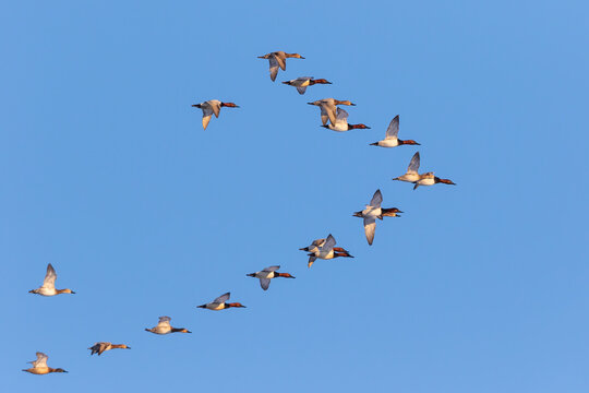 00746-00205 Canvasbacks (Aythya valisineria) in flight Clinton Co.  IL
