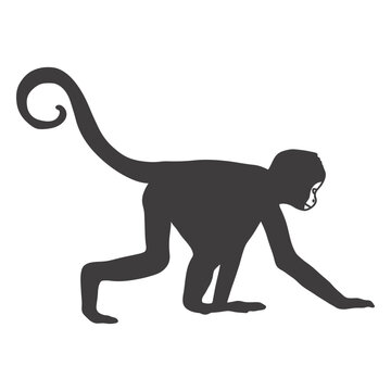 Monkey crawling animal