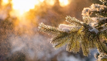 Close Up Of Frosted Evergreen Branches With Soft Golden Sunlight And Falling Snow