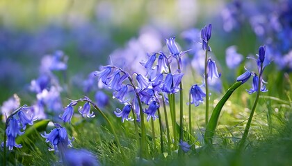 This Image Captures A Cluster Of Delicate Bluebell Flowers Emerging From Lush Green Grass In The Spring Evoking A Sense Of Tranquility And Natural Beauty In A Serene Setting