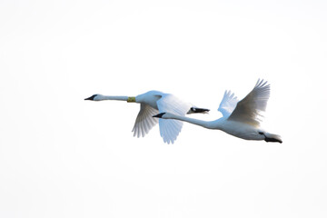 Fototapeta premium 00758-01612 Trumpeter Swans (Cygnus buccinator) in flight, Riverlands Migratory Bird Sanctuary, West Alton, MO