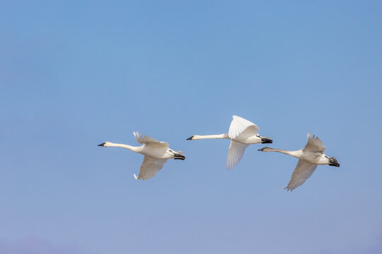 00758-02514 Trumpeter Swans (Cygnus buccinator) in flight Marion Co. IL