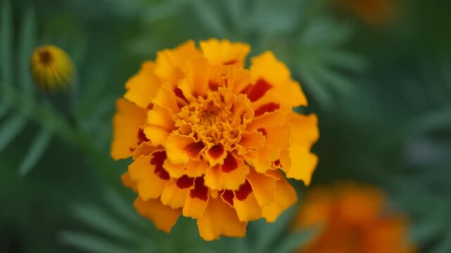 Vibrant Marigold Bloom - A Close-Up of Natures Beauty.