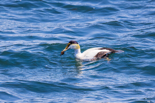 00778-00208 Common Eider (Somateria mollissima) fishing for crabs Halifax Harbor Halifax Nova Scotia