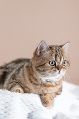 Scottish Fold kitten with a marbled coat