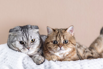 Scottish Fold cats with marble coloring