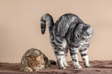  Scottish Fold cats with marble coloring
