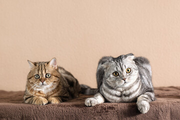  Scottish Fold cats with marble coloring
