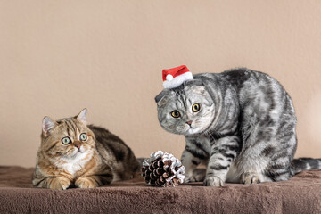 Scottish Fold cat wearing a Santa Claus hat