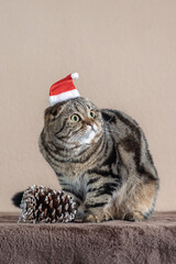 Scottish Fold cat wearing a Santa Claus hat