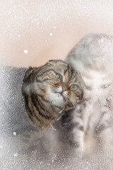  Scottish Fold cat in a snowy window