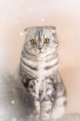  Scottish Fold cat in a snowy window