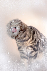  Scottish Fold cat in a snowy window