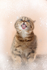 Scottish Fold cat in a snowy window