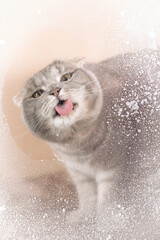  Scottish Fold cat in a snowy window