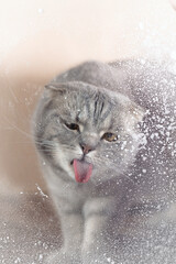  Scottish Fold cat in a snowy window
