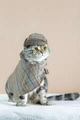  Scottish Fold cat with marbled coat in a carnival costume