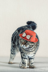  Scottish Fold cat with marbled coat in a carnival costume