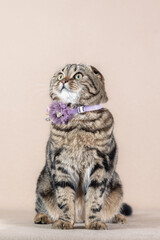  Scottish Fold cat with marbled coat in a carnival costume
