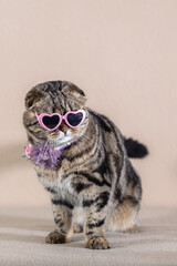  Scottish Fold cat with marbled coat in a carnival costume