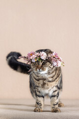  Scottish Fold cat with marbled coat in a carnival costume