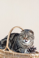 Scottish Fold cat with marble coloring in a basket