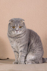 A Scottish Fold cat is sitting on the table