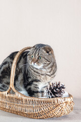 Scottish Fold cat with marble coloring in a basket