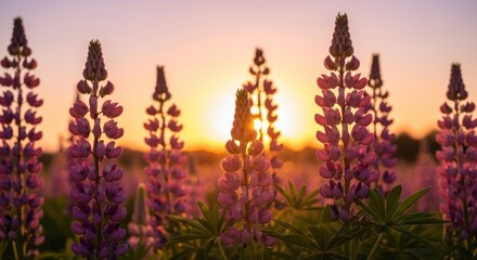 Purple lupine flowers in a field at sunset.