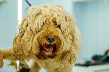 At a pet grooming salon, a middle-aged male groomer is trimming the fur of an adorable Cockapoo dog with clipper
