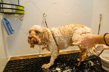 At a pet grooming salon, a middle-aged male groomer is washing the fur of an adorable Cockapoo dog...