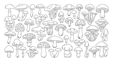 Obraz premium Comprehensive collection of various wild mushroom types shown in fine line art drawings on a white background.