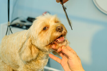 At a pet grooming salon, a middle-aged male groomer is trimming the fur of an adorable Cockapoo dog with scissors