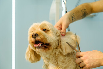 At a pet grooming salon, a middle-aged male groomer is trimming the fur of an adorable Cockapoo dog with scissors
